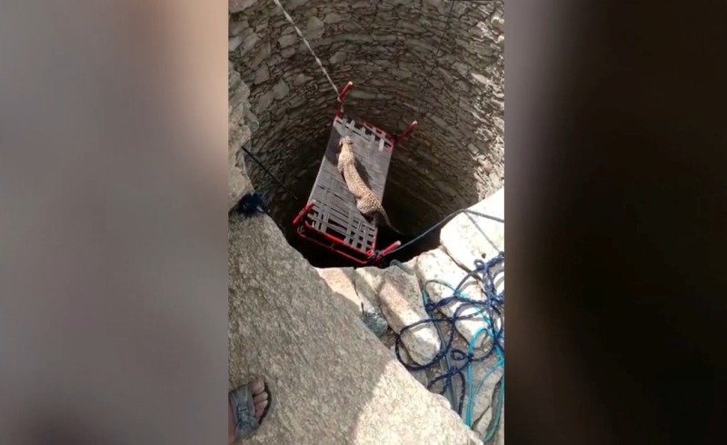 Stranded in well, leopard rescued using cot in northern India by forest officials