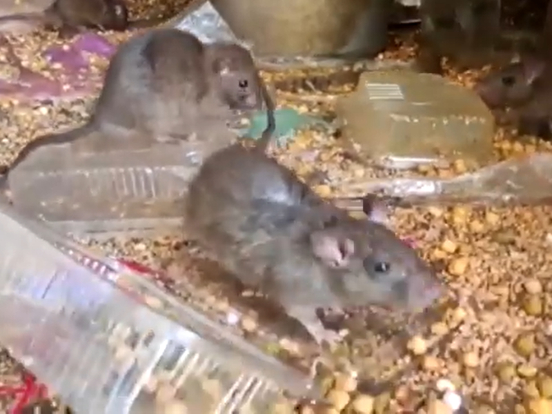 Devotees pray in ‘Temple of Rats’ in northern India