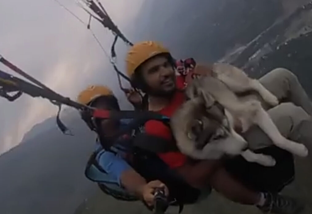 On top of the world: Siberian Husky enjoys paragliding 3,500 feet above ground in northern India