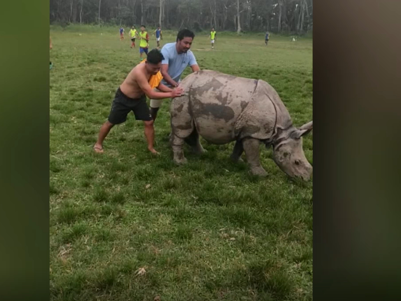 Grazing rhinoceros interrupts football game in Nepal