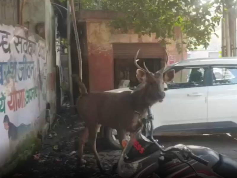 Sambar deer rescued after being spotted inside house in northern India