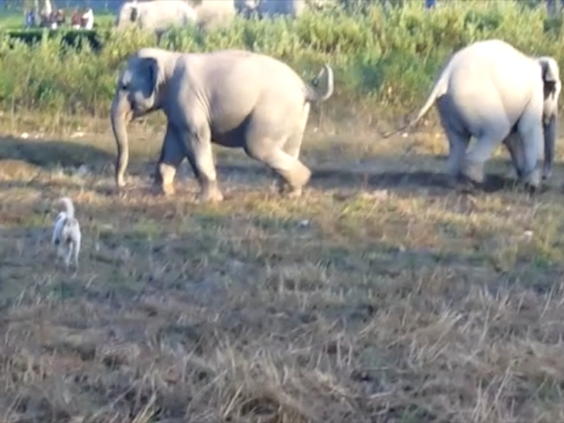 Dog chases elephants off agricultural fields in northeastern India