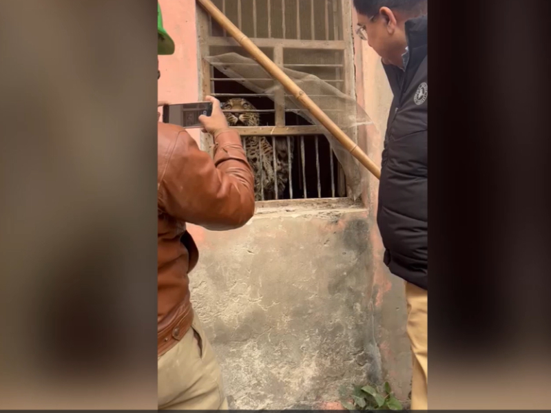 Forest department officials rescue leopard from village house in northern India