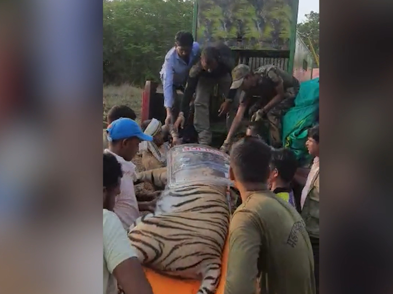 Tiger captured and rescued after it enters nursery in western India