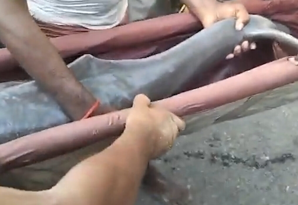 Dolphins which strayed into canal rescued in northern India