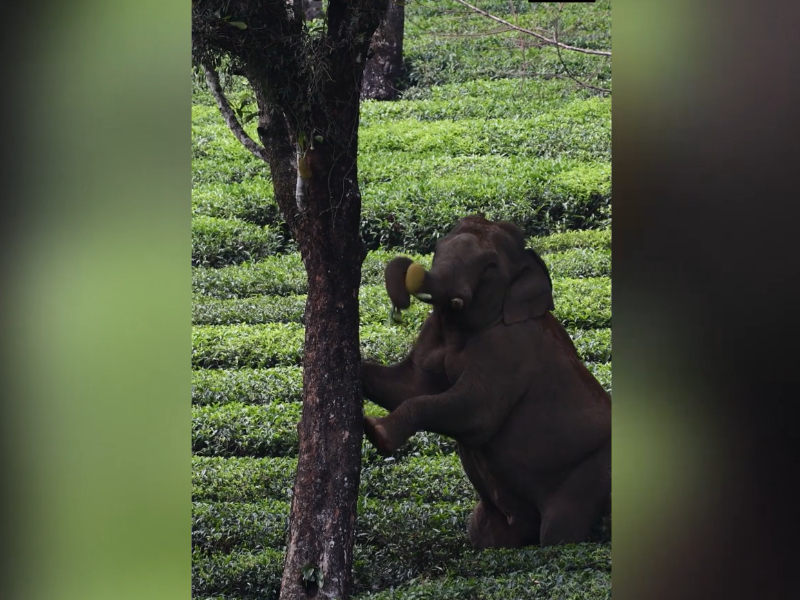 Elephant plucks jackfruits from tree in southern India