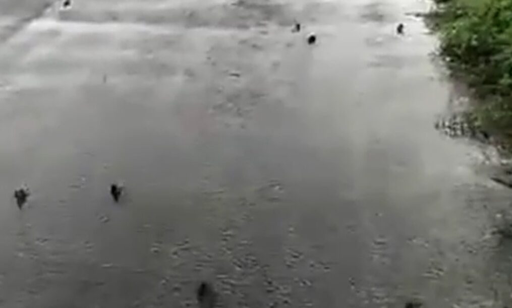 Raining fish! Strange phenomenon takes place in southern India