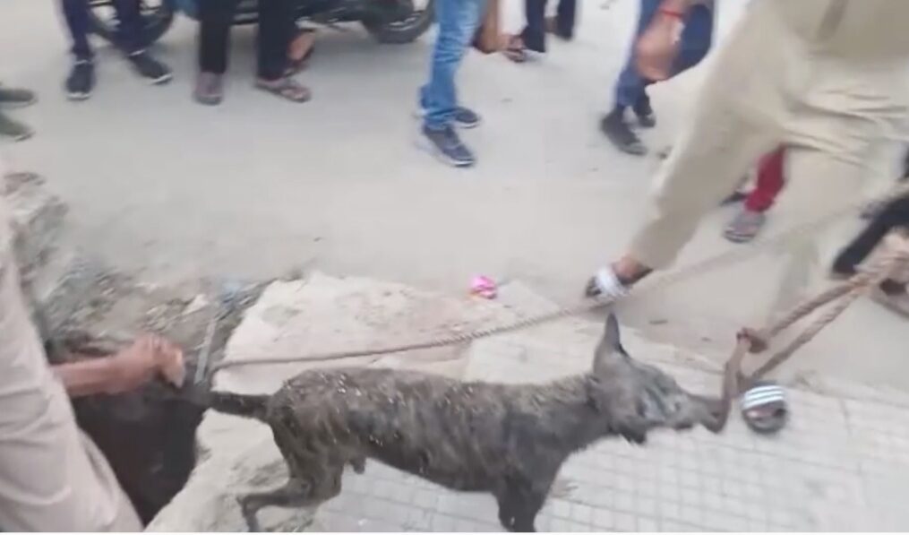 Fire brigade officials rescue trapped dog after road caves in, in northern India