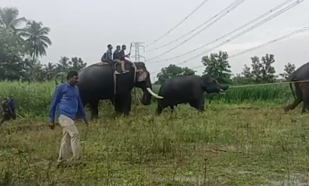 Elephant chases away people after straying into residential area in southern India