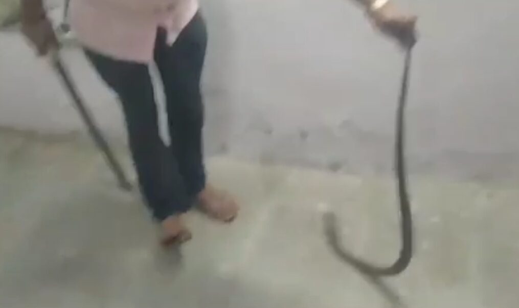 Snake catcher pulls off heroic effort to capture venomous serpent at police training centre in central India