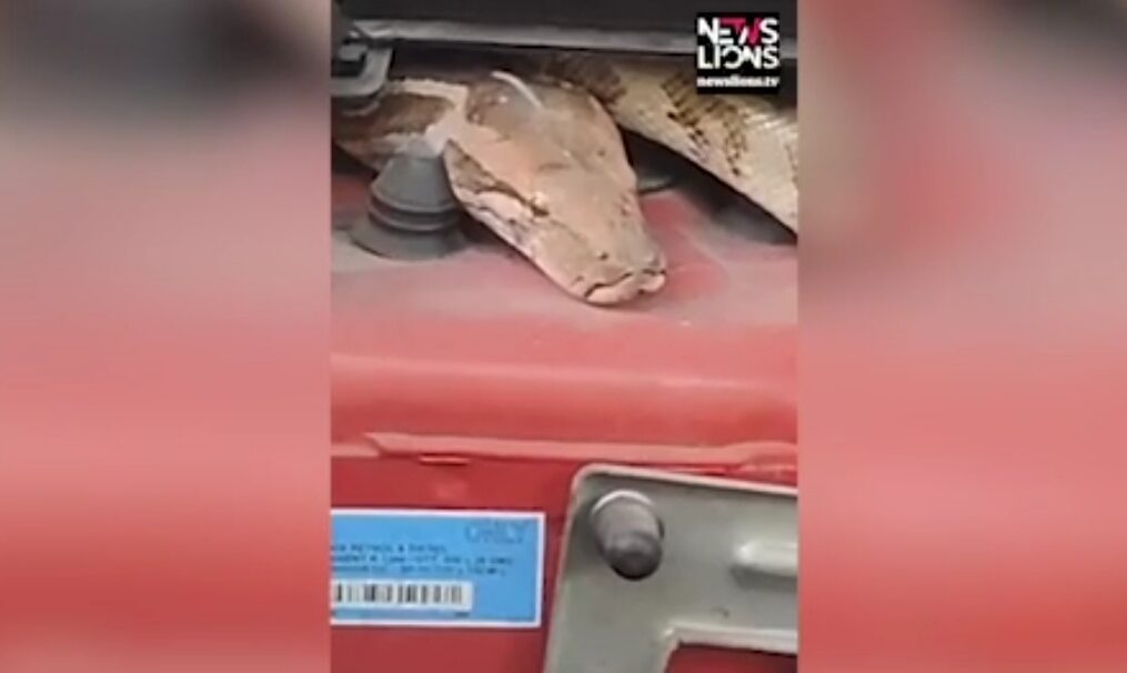 Massive python sneaks into car engine in northern India, rescued