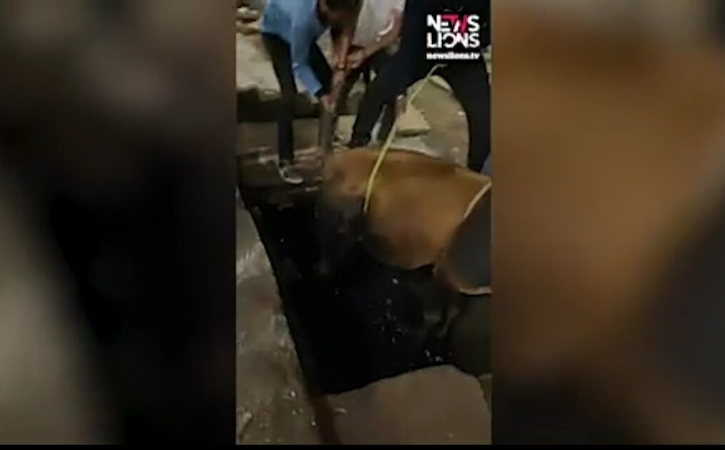 Cow rescued after it fell into drain in central India