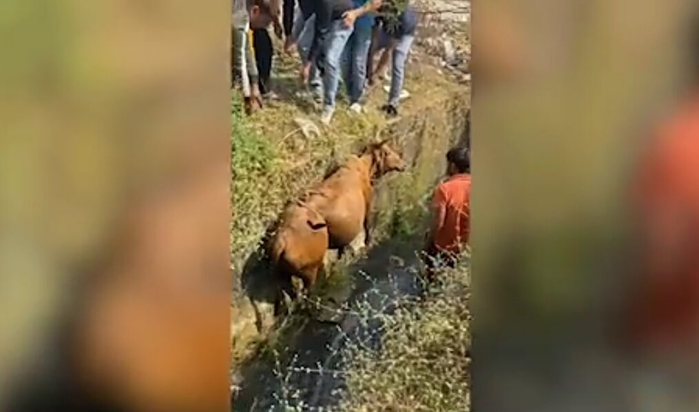 Cow rescued after it fell into open drain in central India