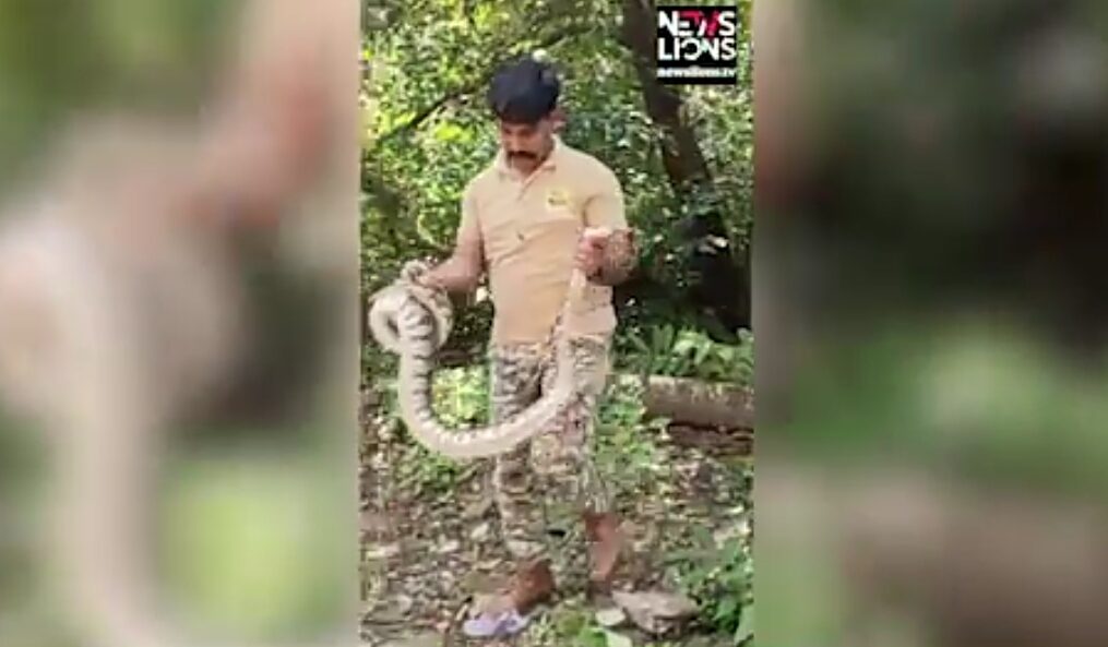 Seven feet long python trapped in net gets rescued by forest department in western India