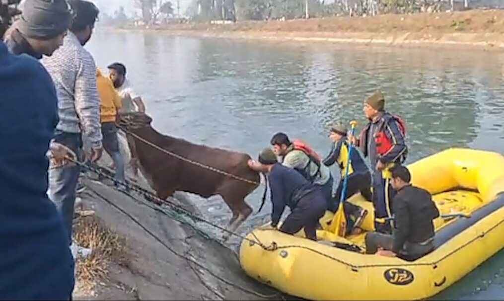 SDRF officials rescue cow from canal in northern India