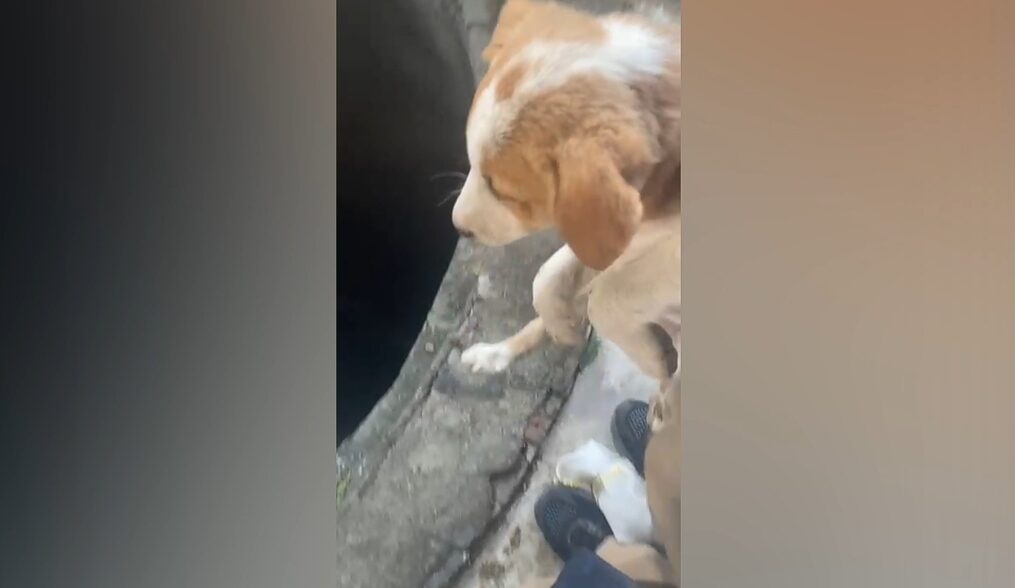Fire service officials rescue puppy from deep well in northern India