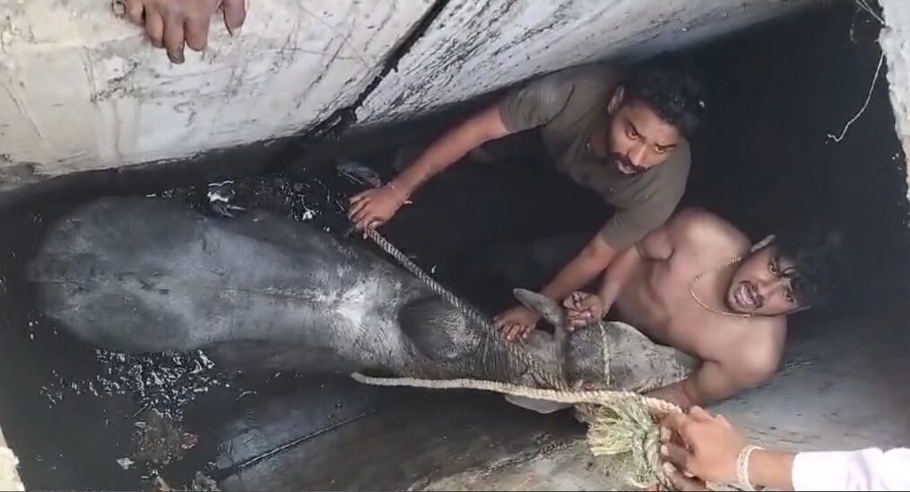 Bull rescued after it fell into drain in central India