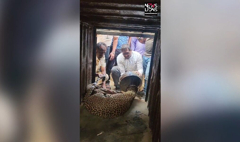 Leopard rescued after having head stuck inside vessel in western India