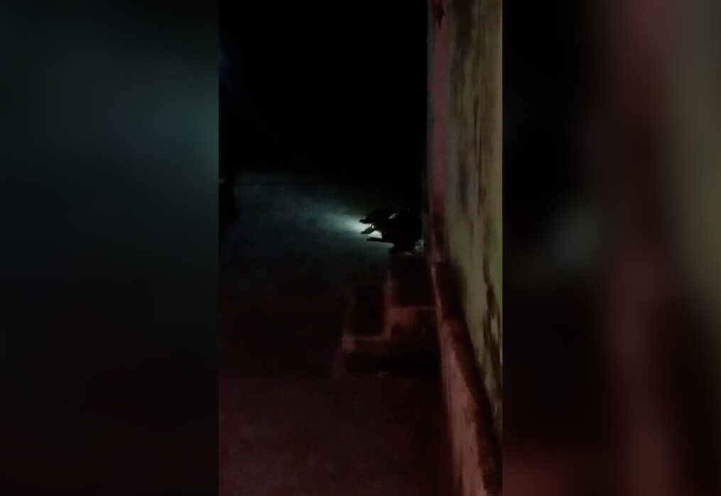 Crocodile enters police post premises in central India, escapes before forest department arrives