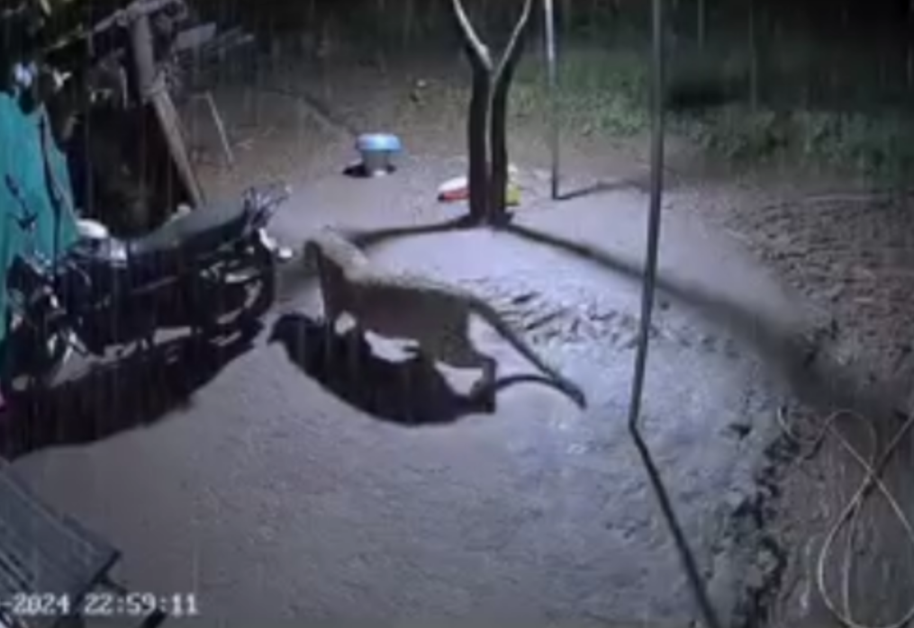 Wild cat on loose! Leopard sparks panic in settlement while chasing dogs