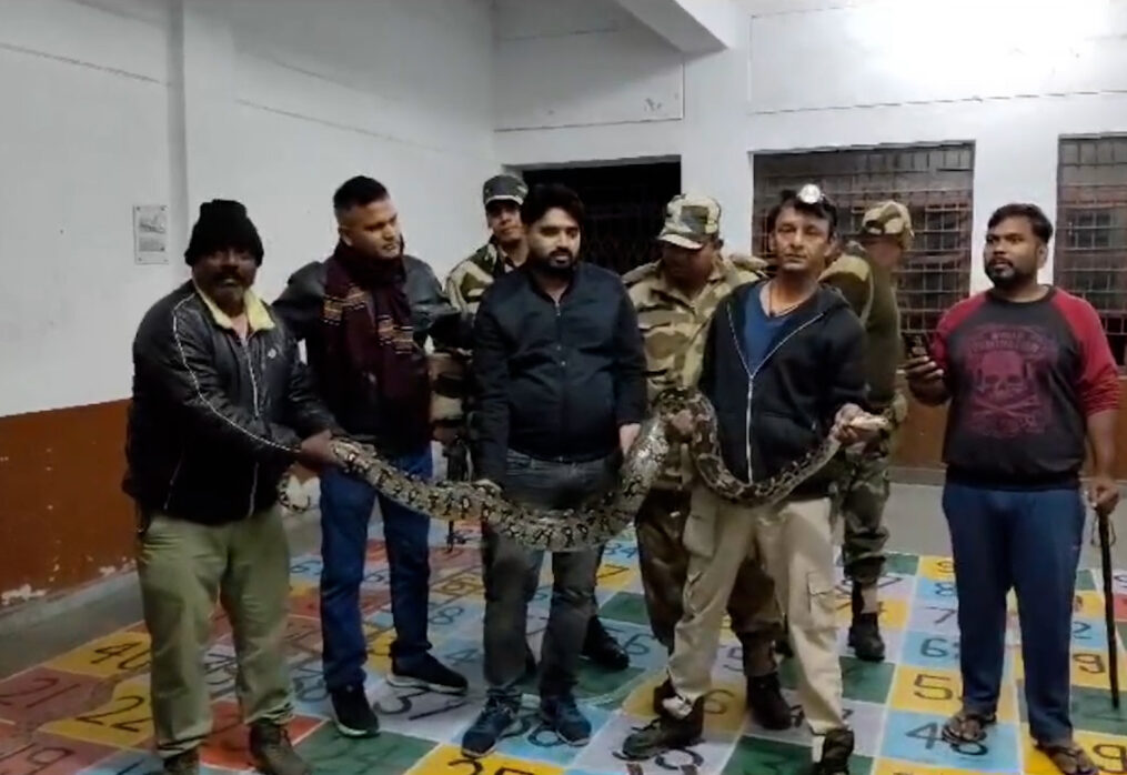 12-foot python slithers into classroom, leads to midnight rescue operation