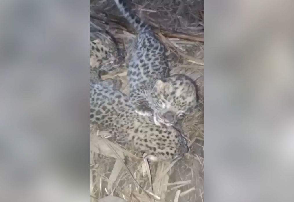 Farmers discover three leopard cubs, mother takes them away as rescue team arrives too late