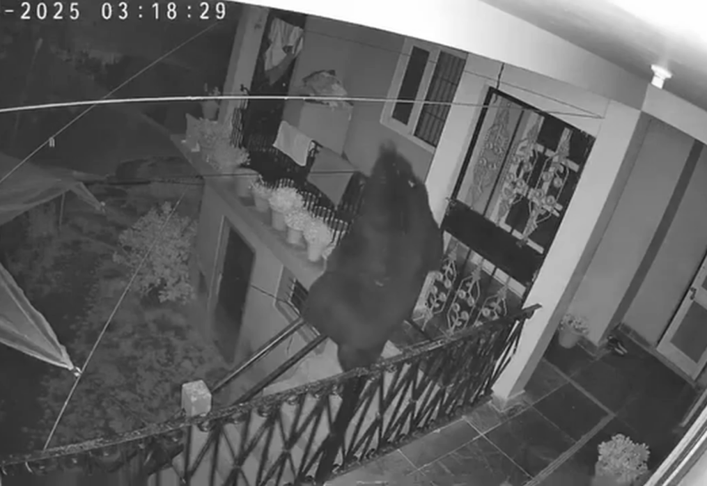 Himalayan Black Bear attempting to enter house in search of food sparks panic in village