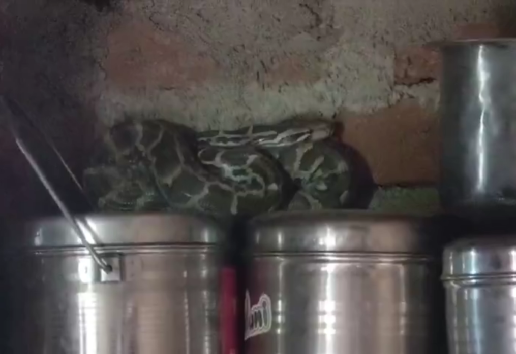 Panic erupts as 10-foot python discovered in house, rescue team arrives late