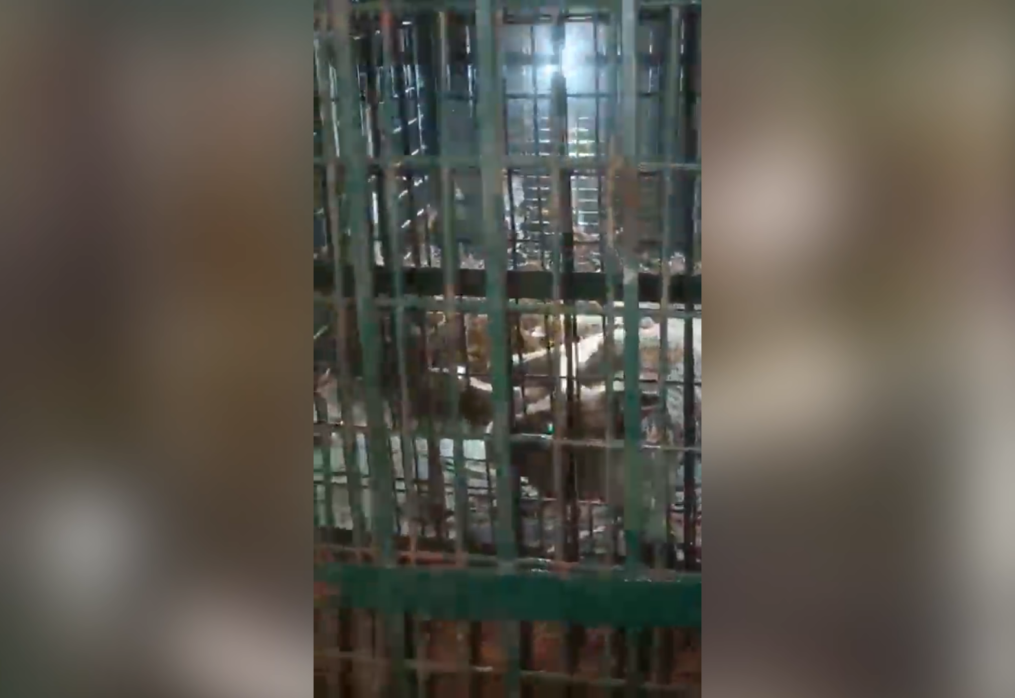 Unlikely intruder! Leopard sighted inside college building, rescued following marathon operation